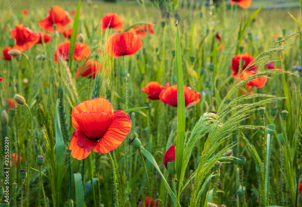 Fototapeta premium Czerwone maki na polach