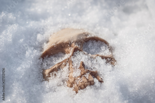  skull covered with snow and ice. human skull. buried human remains