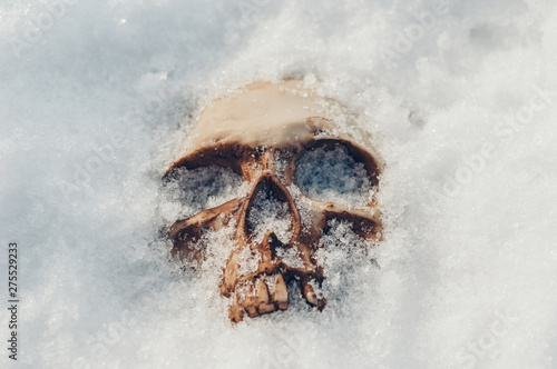  skull covered with snow and ice.  human skull. buried human remains