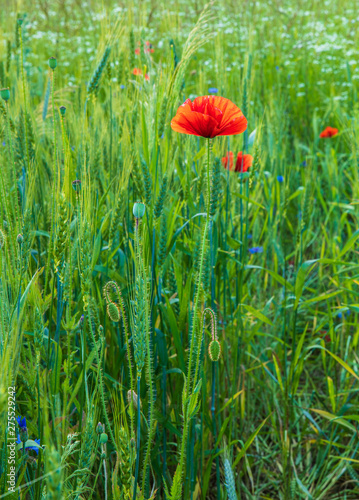 Red Poppies in the fields