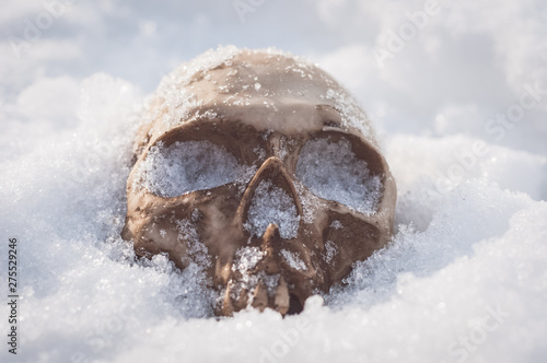  skull covered with snow and ice.  human skull. buried human remains