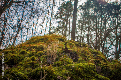 Close up of mossy hill in wooded area.