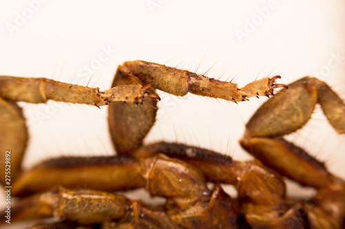 Scorpion is a detachment of arthropods from the class Arachnida. bottom view, legs, macro.