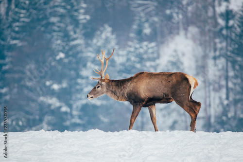 Deer in beautiful winter landscape © belyaaa