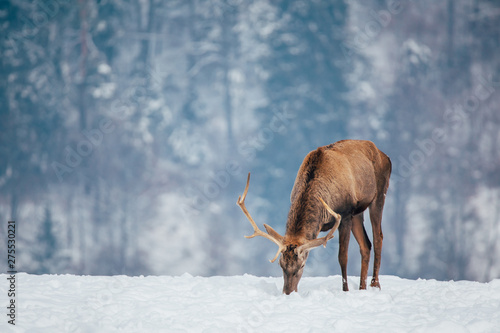 Deer in beautiful winter landscape