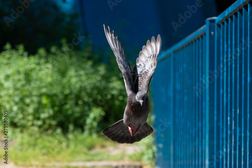 Pigeon clapping his wings to fly