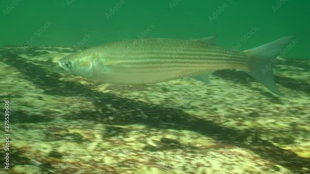 Golden grey mullet (Liza aurata): несколько рыб медленно проплывают над камнем. Golden grey mullet (Liza aurata): несколько рыб медленно проплывают над камнем.