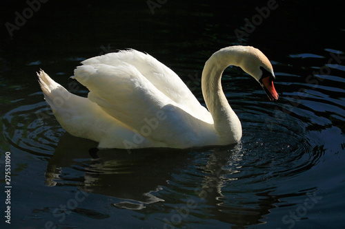 Fototapeta Naklejka Na Ścianę i Meble -  White mute swan (Cygnus olor) on the pond on the black background 