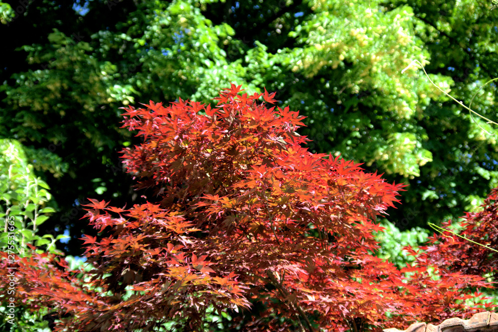 red leaves,red, green, garden, leaf, foliage,plant, colorful,bright, beautiful red leaves,red, green, garden, leaf, foliage,plant, colorful,bright, beautiful