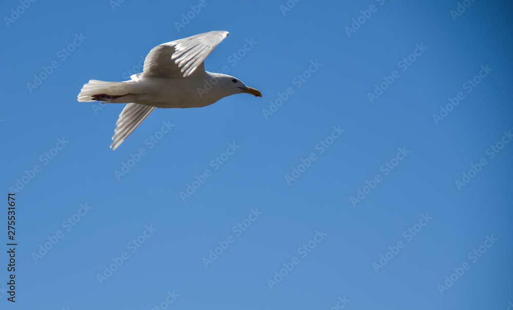 Seagull flying in the skies of Virginia