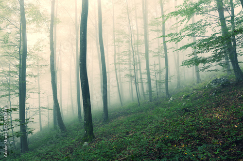 Morning foggy green beech trees forest landscape.