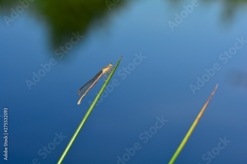 Common damselfly   (  Platycnemis pennipes  ), female, on a blade of grass in front of a lake photo