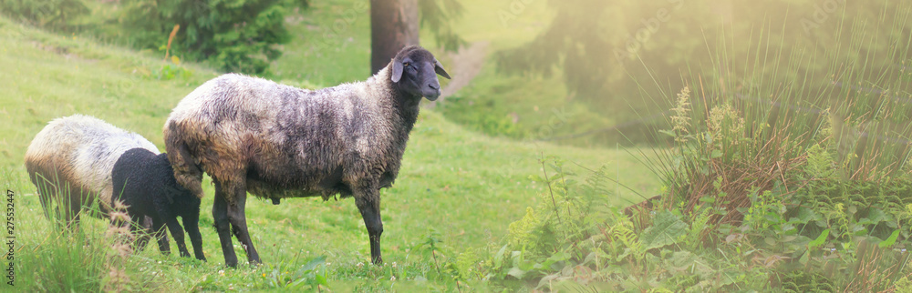 Sheep grazing in a beautiful landscape. Summer sunset warm light. panoramic wiev. Space for text