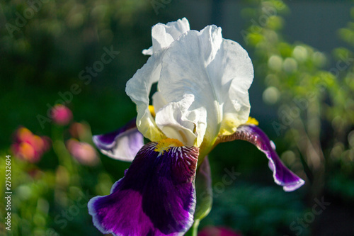 Fototapeta Naklejka Na Ścianę i Meble -  Iris in garden