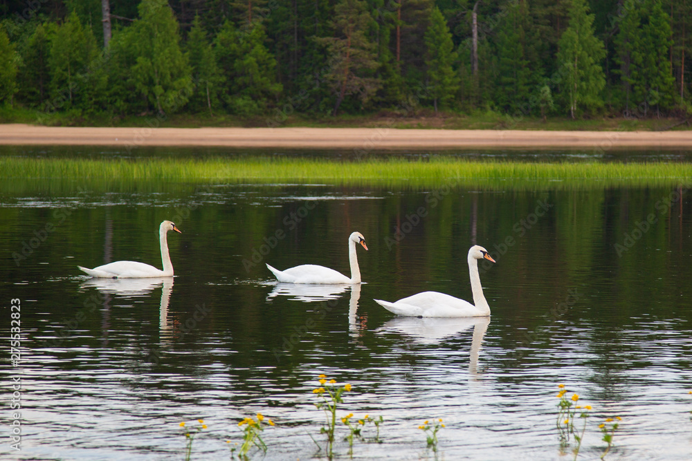 Wild white swans on the river.