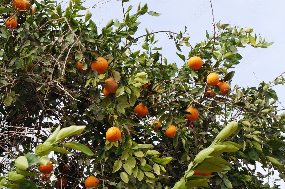 Tangerine  tree with ripe juicy fruits and green leaves