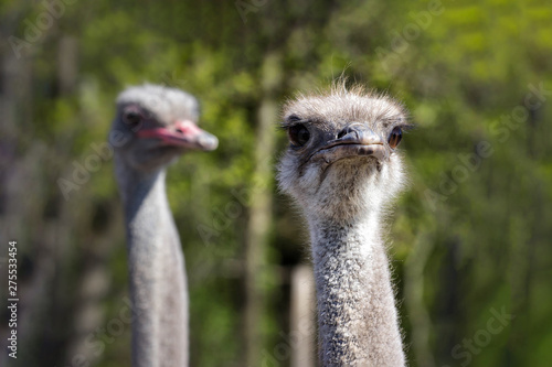 A pair of Ostriches standing close to each other with necks crossed in green grassland