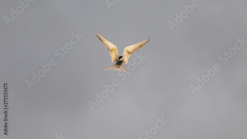 Seagull photographed during flight in search of food - isolated