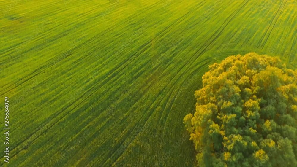 Lonely tree in a field against sunset. Lonely tree in a field against sunset.