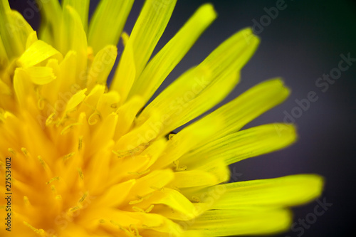 Blow up wild flower taraxacum macro background fine art in high quality prints products