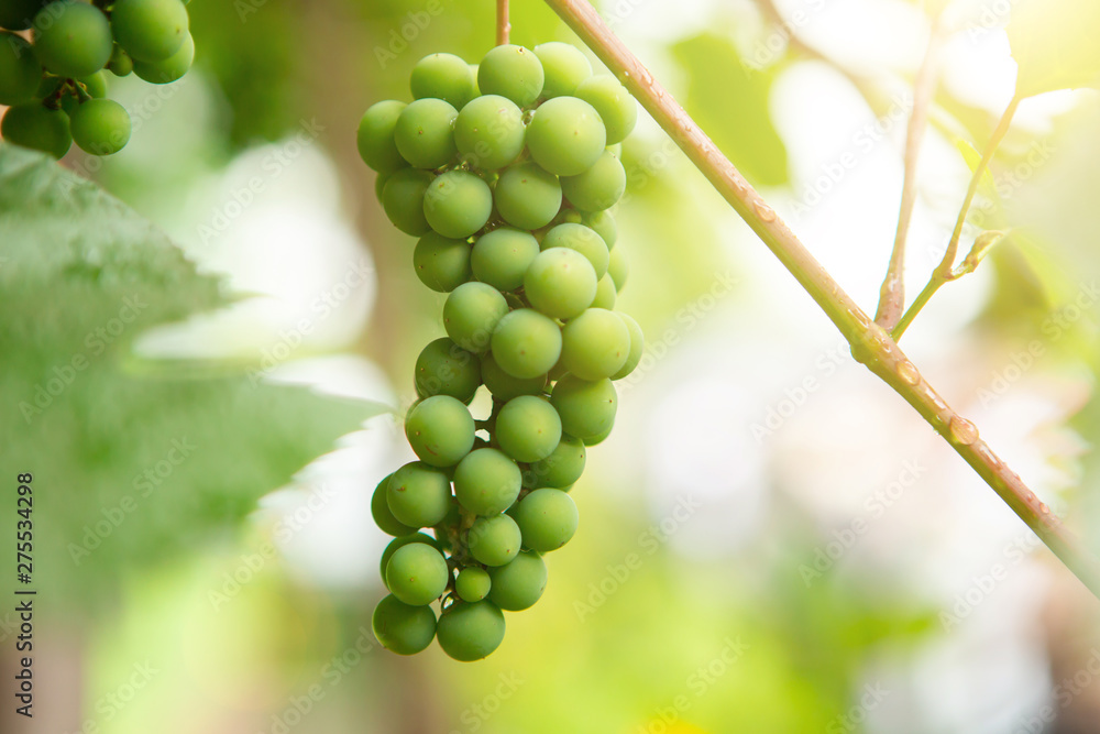 young bright green grapes that reaches on the tree young bright green grapes that reaches on the tree