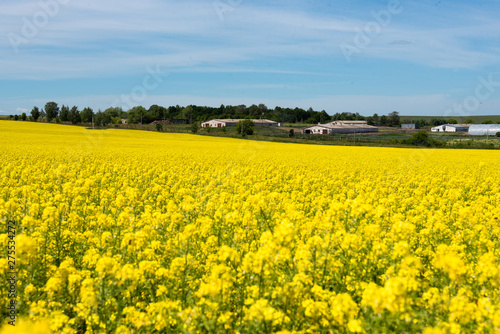 Amazing bright colorful spring and summer landscape for wallpaper. Yellow field of blooming canola and old farm against blue sky with clouds. Natural landscape background with copy space, Europe © Makulov