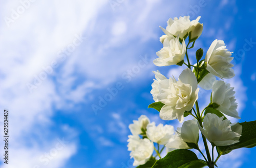 Jasmine flowers in the garden. Closeup of branches with white flowers against blue sky