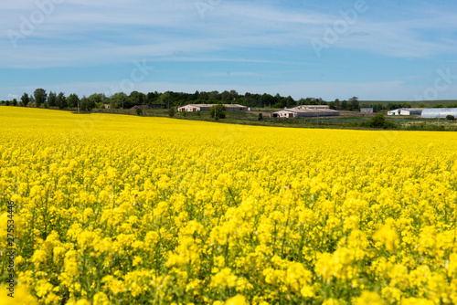 Amazing bright colorful spring and summer landscape for wallpaper. Yellow field of blooming canola and old farm against blue sky with clouds. Natural landscape background with copy space, Europe © Makulov