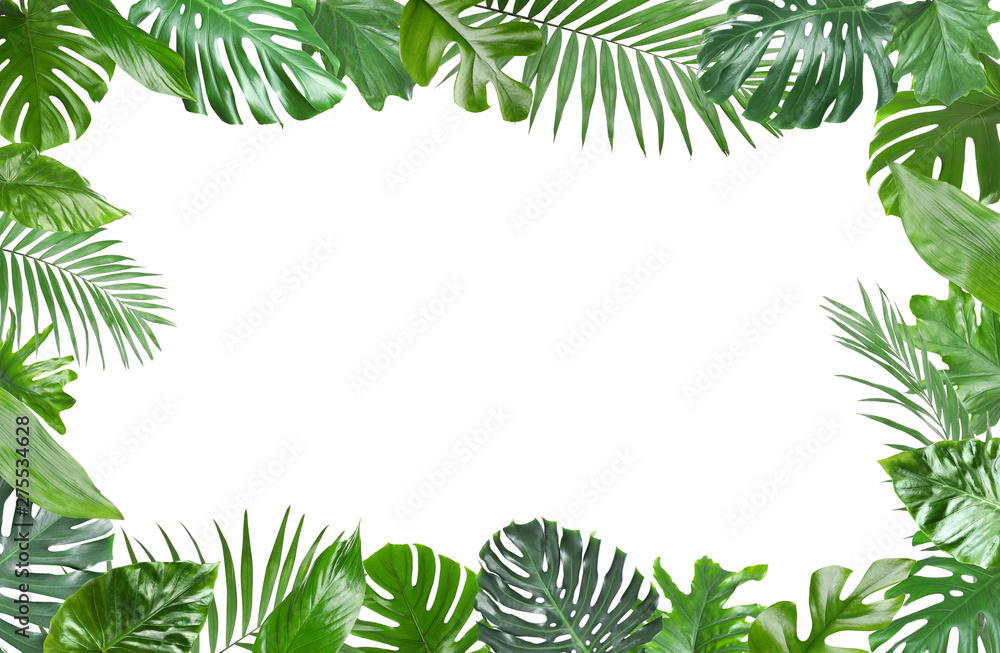 Frame made of fresh green tropical leaves on white background. Space for design - obrazy, fototapety, plakaty 