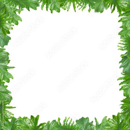 Frame made of fresh green tropical leaves on white background. Space for design