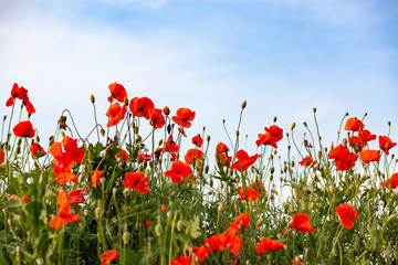 Gartenposter Blumen schönes Mohnfeld - Waffenstillstand oder Gedenktag Hintergrund  © Melinda Nagy