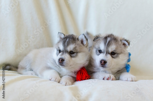 Very cute little two puppies of the Siberian Husky on a light background. Boy and girl
