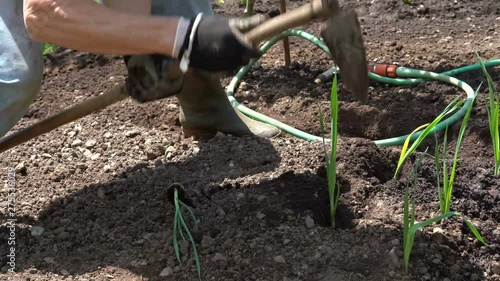 Wallpaper Mural A closeup of a farmer planting some vegetables in the field Torontodigital.ca