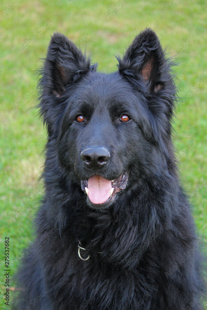 Black German Shepard dog in a garden Black German Shepard dog in a garden