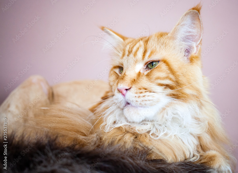 Naklejka premium portrait of a beautiful maine coon cat