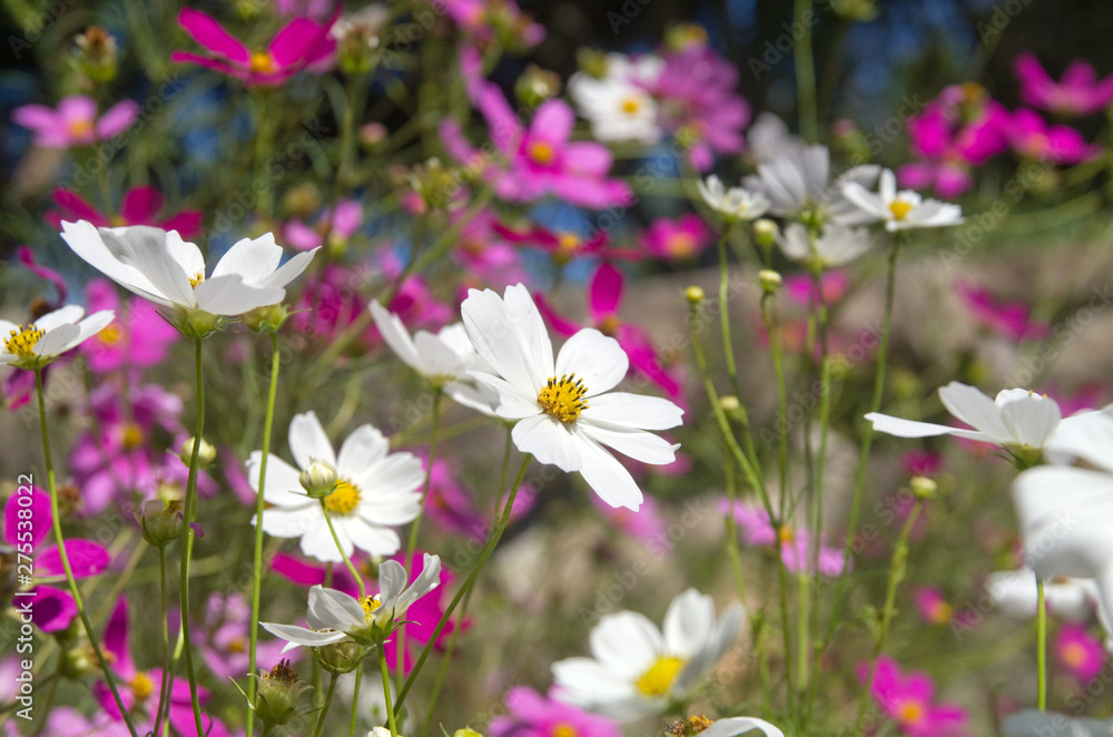 秋桜 (コスモス)の花畑 秋桜 (コスモス)の花畑