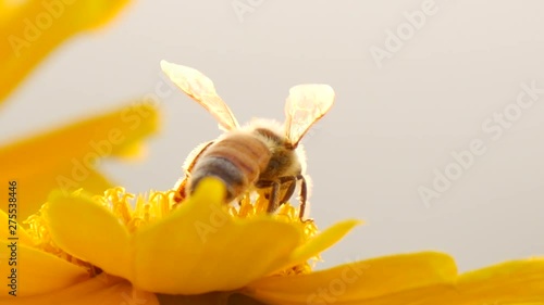 Motion view of Focusing honey bee collecting nectar on flower 02
