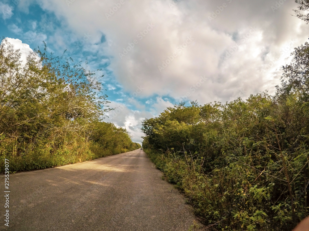 Panoramic view of the jungle in valladolid mexico