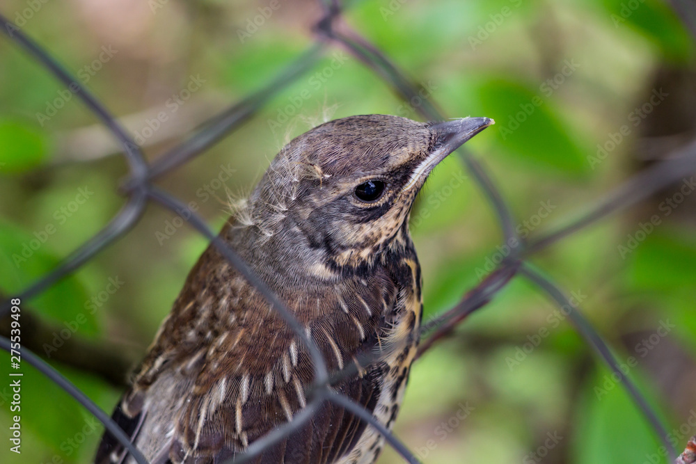 Nestling fieldfare (Turdus pilaris) in may in nature Nestling fieldfare (Turdus pilaris) in may in nature