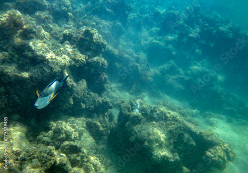 sea fish near coral  underwater