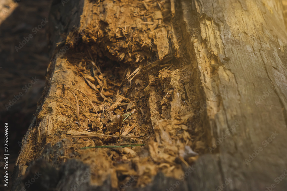 Fototapeta premium stump of oak tree felled - section of the trunk with annual rings
