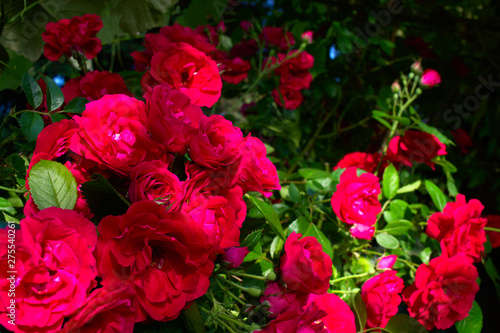 Red and pink wild climbing roses in a garden