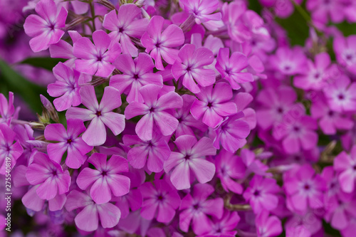 Macro view of vibrant pink blooming phlox flowers 