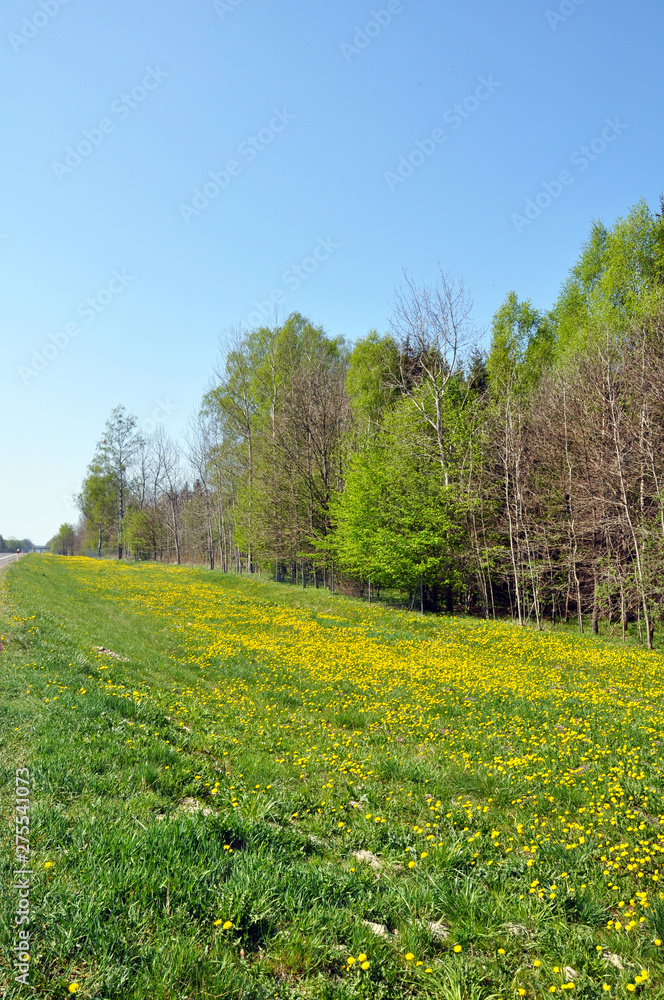 landscape of forest and meadows with dandelions on a bright Sunny day. landscape of forest and meadows with dandelions on a bright Sunny day.