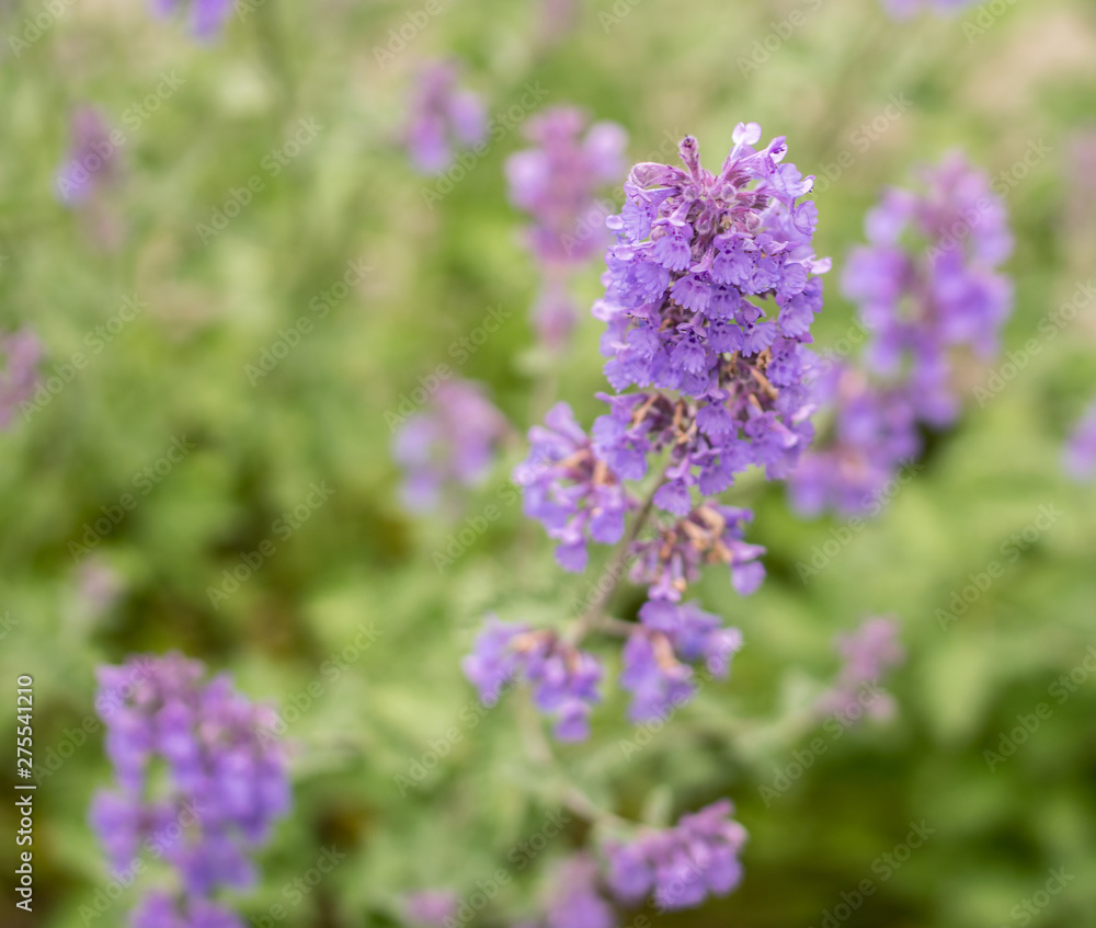 Field of Lavender, Lavandula angustifolia, Lavandula officinalis Field of Lavender, Lavandula angustifolia, Lavandula officinalis