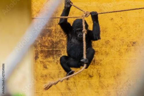 family of gorillas resting in their enclosure