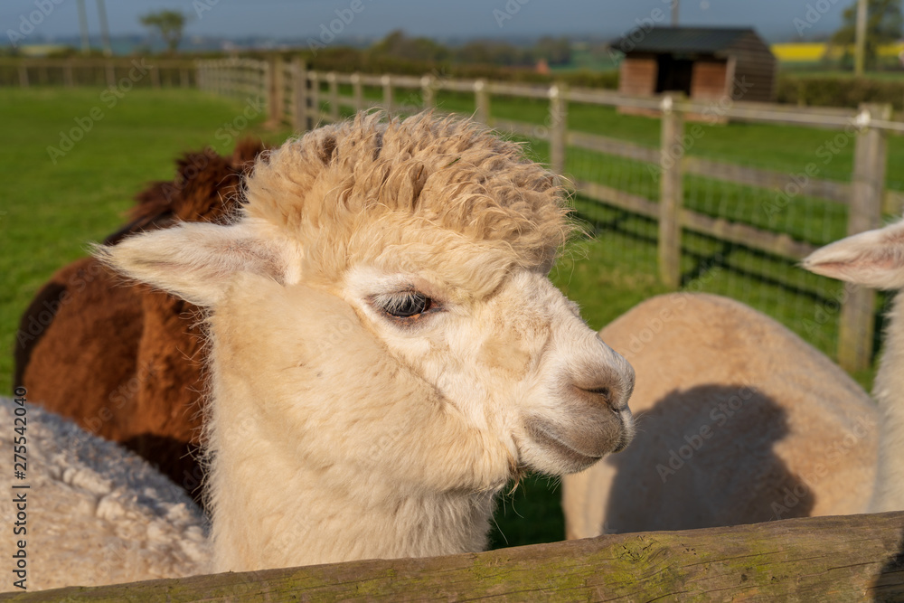 Obraz premium Funny looking alpacas at farm