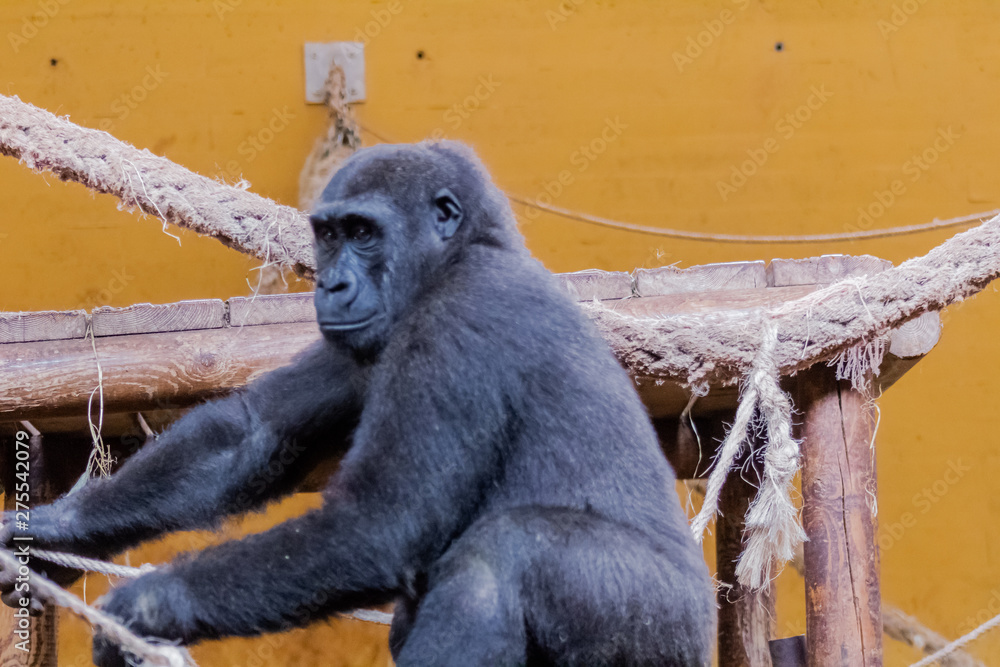 Obraz premium family of gorillas resting in their enclosure