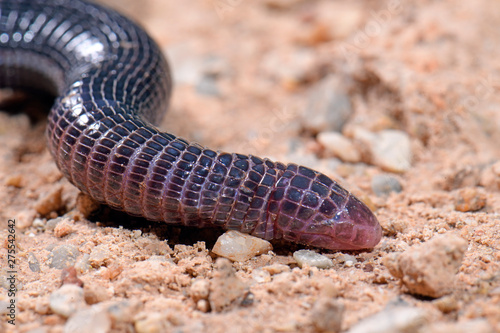 Türkische Ringelwühle (Blanus strauchi)- turkish worm lizard photo