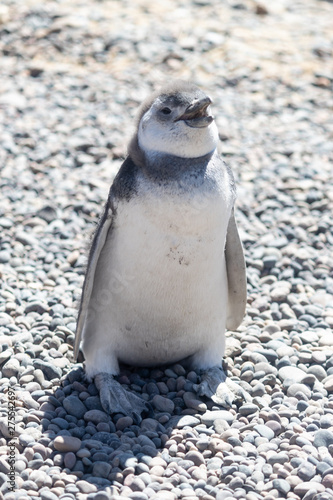 Penguin of Magellan, Patagonia Argentina